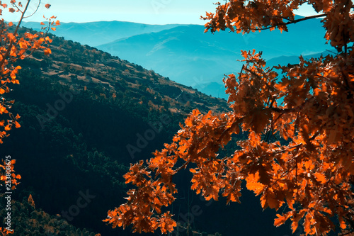 Autumn Oak Leaves - Hojas de Roble de Otoño © Lou Swan