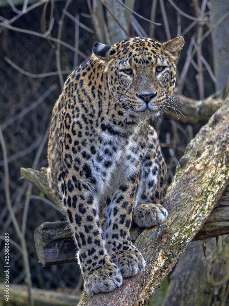 Persian Leopard male, Panthera pardus saxicolor, sitting on a branch Persian Leopard male, Panthera pardus saxicolor, sitting on a branch