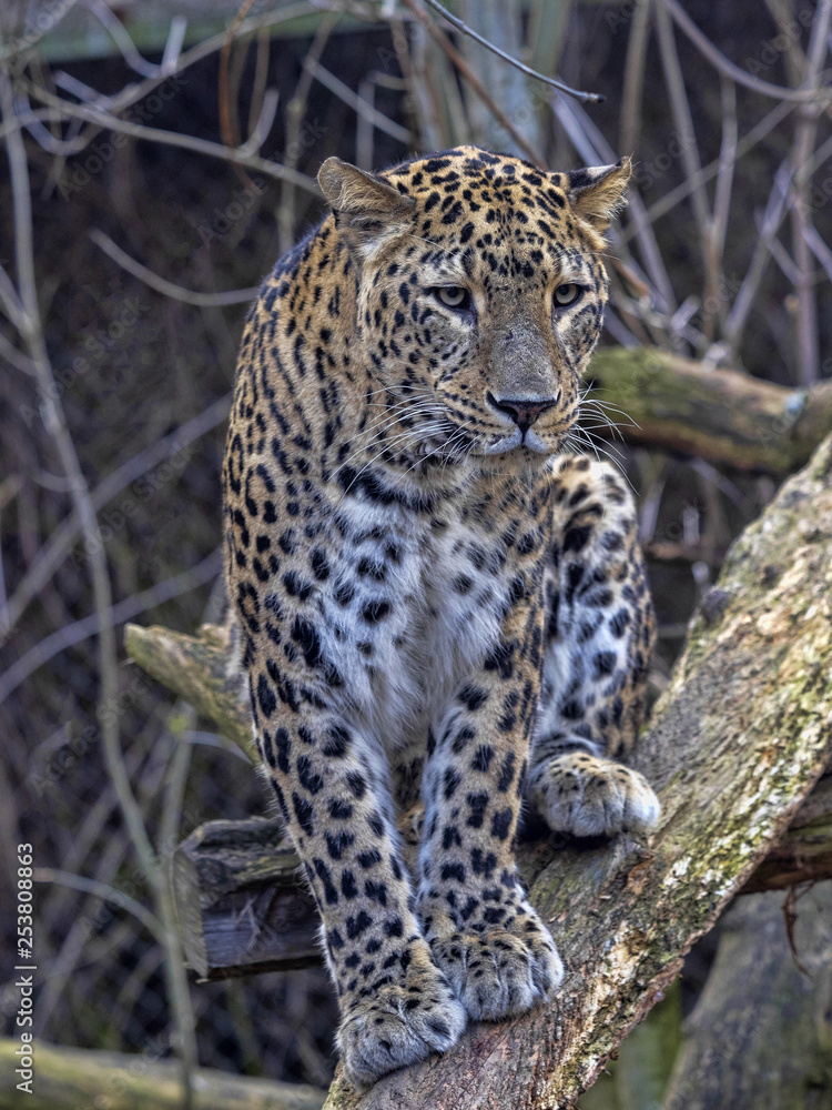 Persian Leopard male, Panthera pardus saxicolor, sitting on a branch Persian Leopard male, Panthera pardus saxicolor, sitting on a branch