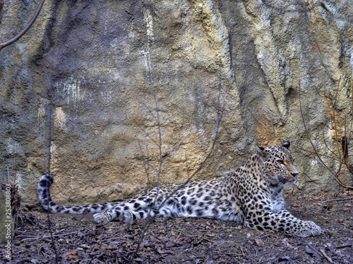 Persian Leopard, Panthera pardus saxicolor, observe the surroundings photo