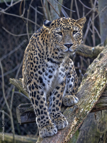 Persian Leopard male, Panthera pardus saxicolor, sitting on a branch