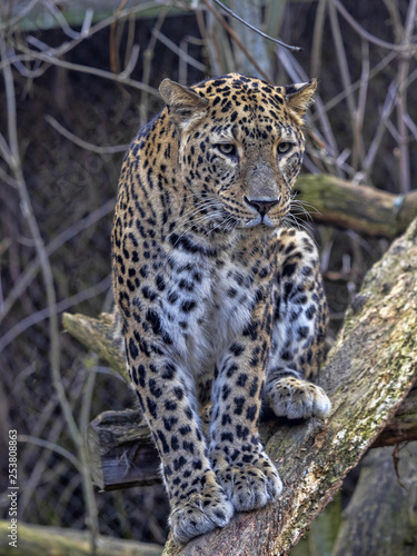 Persian Leopard male  Panthera pardus saxicolor  sitting on a branch