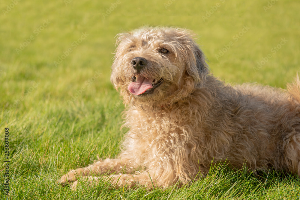Terrier cross puppy laying on grass