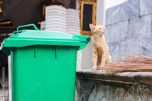 Ginger stray cat looking at something with upturned eyes photo