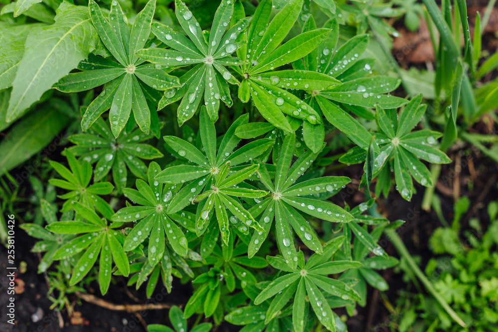 Flower plant with drops of a dew on the leaves. Flower plant with drops of a dew on the leaves.