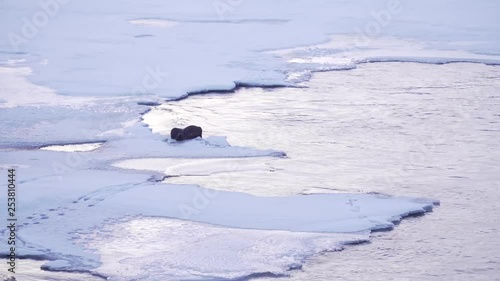 Otter eating his fish on a ice flake. photo