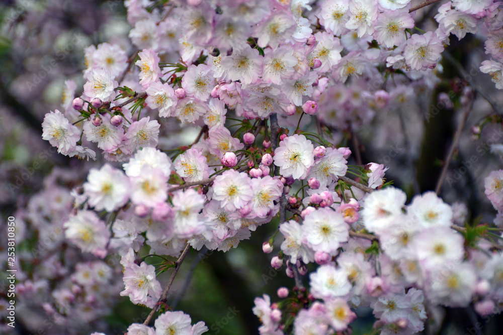 Rosa Baumblüten Natur.