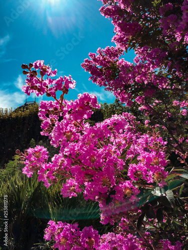 Pink Flowers