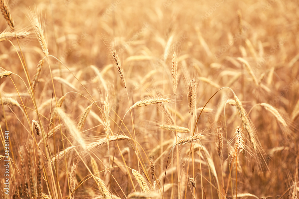 Fototapeta premium Sunny golden wheat field, ears of wheat close up background