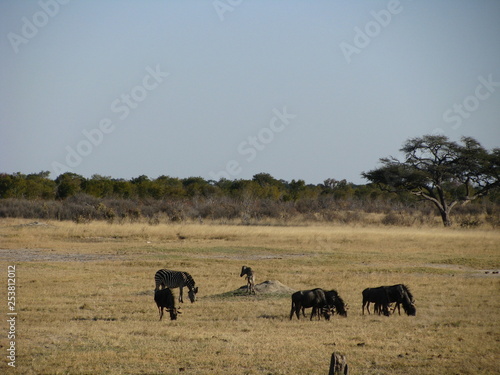Canvas Print wild animals