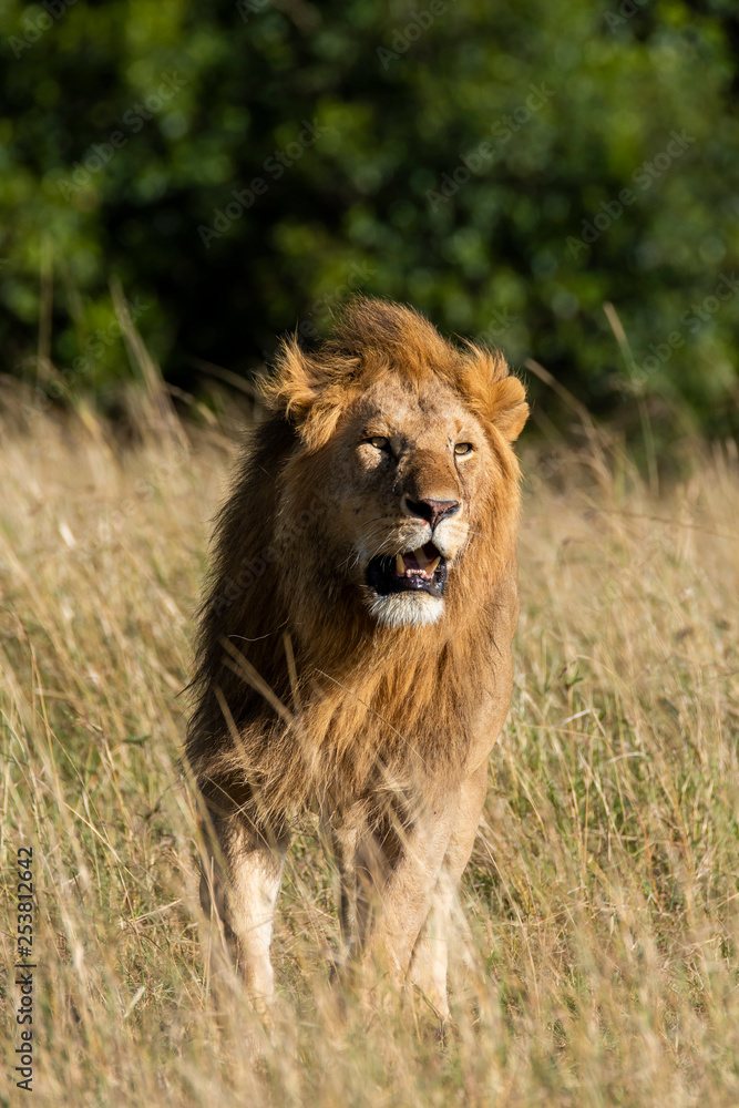 Fototapeta premium A lone male lion relaxing in the high grasses of Masai Mara National Reserve during a wildlife safari