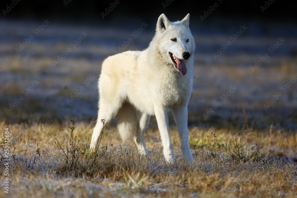 Obraz premium Wilk z Zatoki Hudsona (Canis lupus hudsonicus) podgatunek wilka (Canis lupus) znany również jako wilk szary / szary lub wilk arktyczny. Młoda kobieta w mroźny poranek.