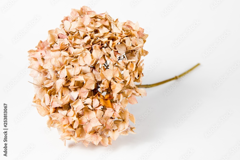 10 years old hydrangea - dry faded. 10 years old hydrangea - dry faded.