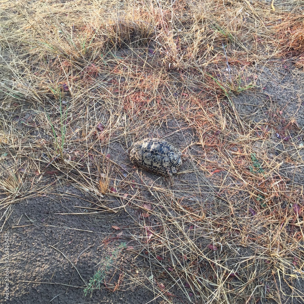 Obraz premium turtle 