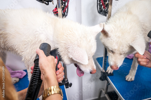 Big white and wet Akita Inu dog fur groom after bathing by groomer in the saloon with funny face expression, selective focus