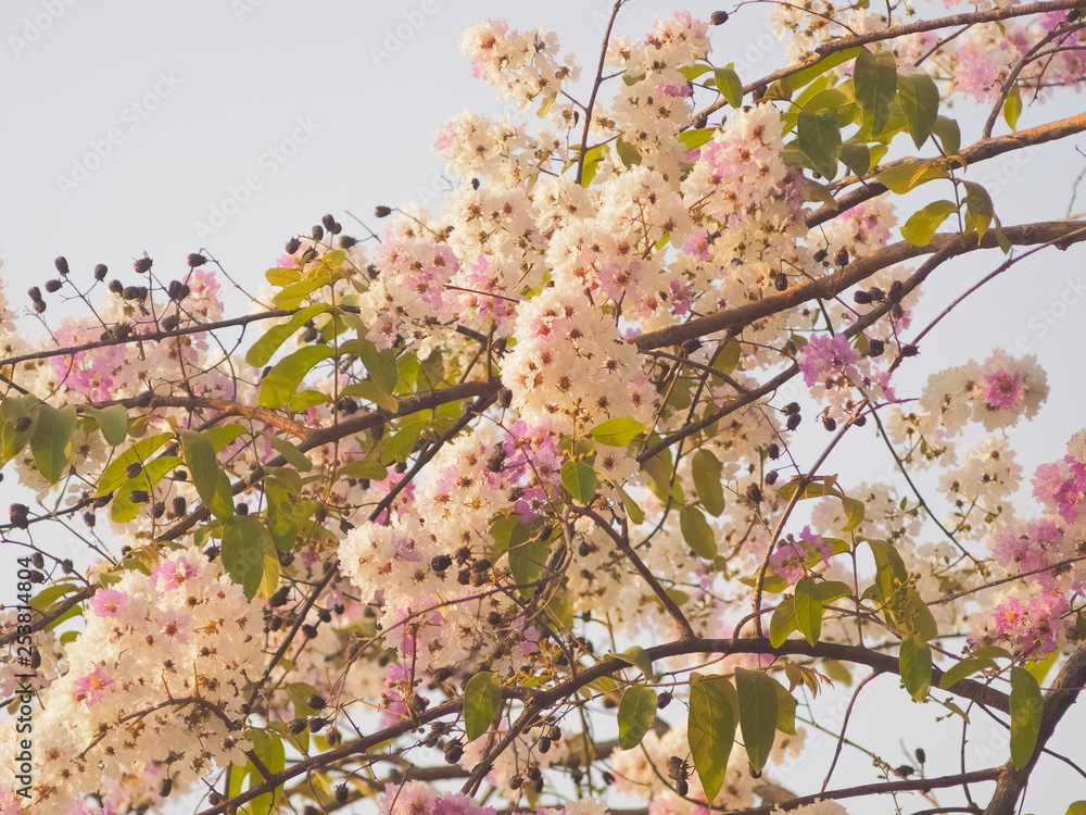 Beautiful Queen's Flower or Inthanin flower in Thailand blossom on tree ...