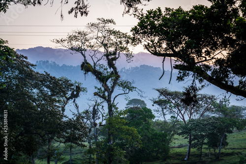 Dawn in tropical woodland  Chiapas  Mexico