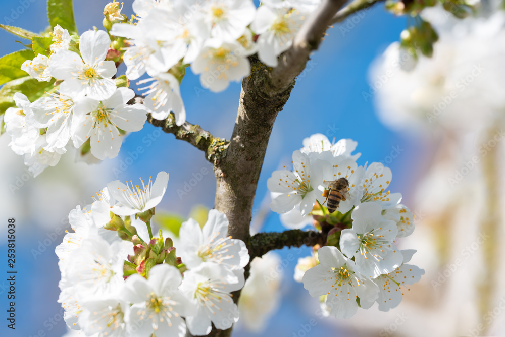 Apple three flowers with a blue sky and bee Apple three flowers with a blue sky and bee