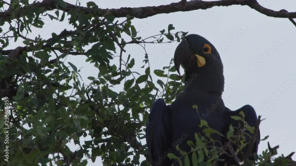 Lear macaw resting on tree of Caatinga Brazil Closeup Lear macaw resting on tree of Caatinga Brazil Closeup