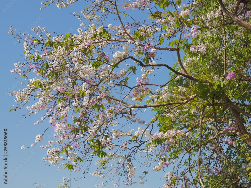 Beautiful Queen's Flower or Inthanin flower in Thailand blossom on tree ...