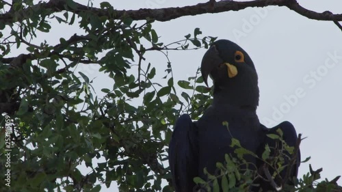 Lear macaw resting on tree of Caatinga Brazil Closeup photo