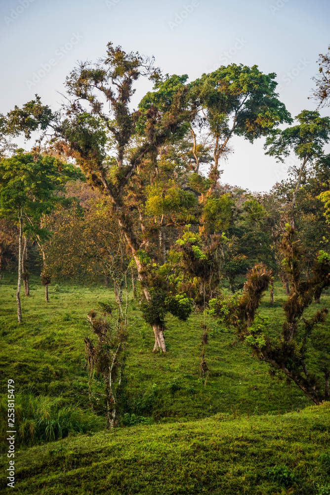 Dawn in tropical woodland, Chiapas, Mexico Dawn in tropical woodland, Chiapas, Mexico