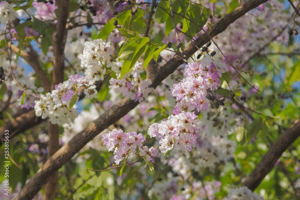 Beautiful Queen's Flower or Inthanin flower in Thailand blossom on tree ...