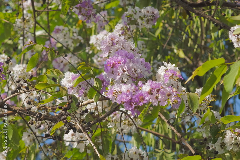 Beautiful Queen's Flower or Inthanin flower in Thailand blossom on tree ...