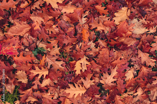 Fall Leaves