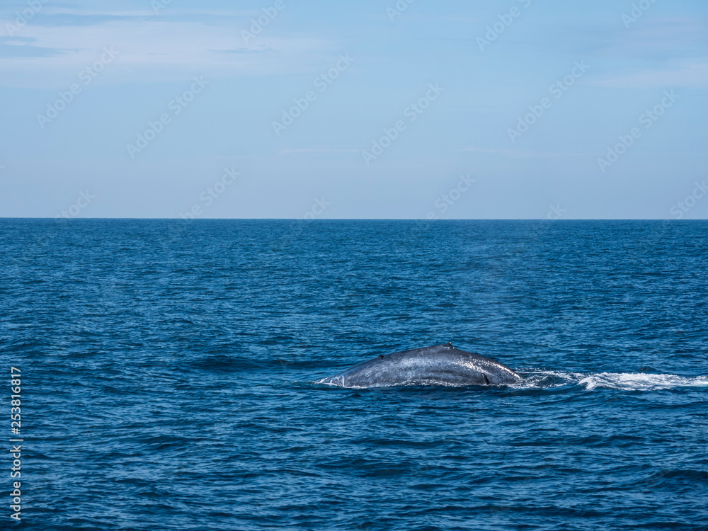 blue whale at Shri Lanka blue whale at Shri Lanka