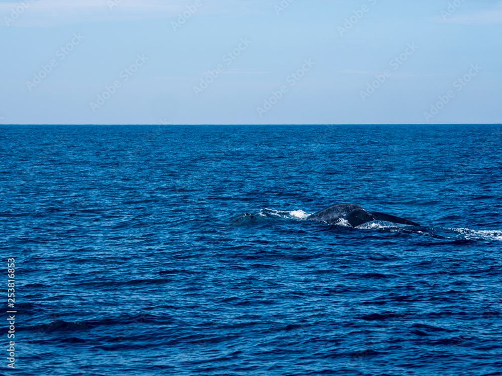 Fototapeta premium blue whale at Shri Lanka