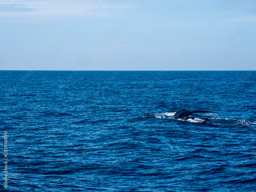 Obraz premium blue whale at Shri Lanka