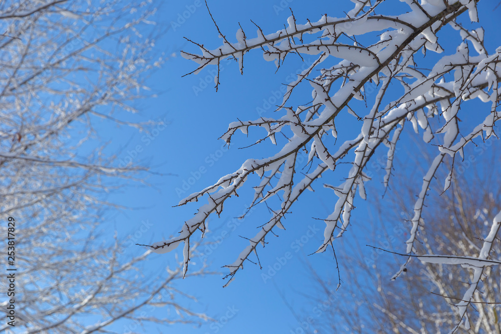 Last melting snow on the branches of trees in the spring Last melting snow on the branches of trees in the spring