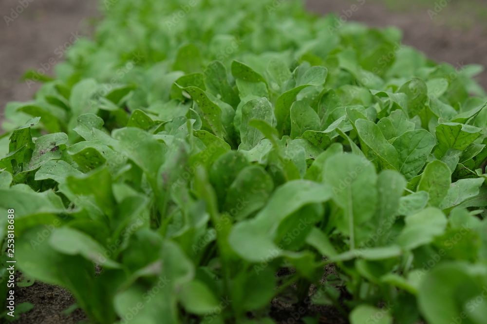 fresh lettuce in the garden fresh lettuce in the garden