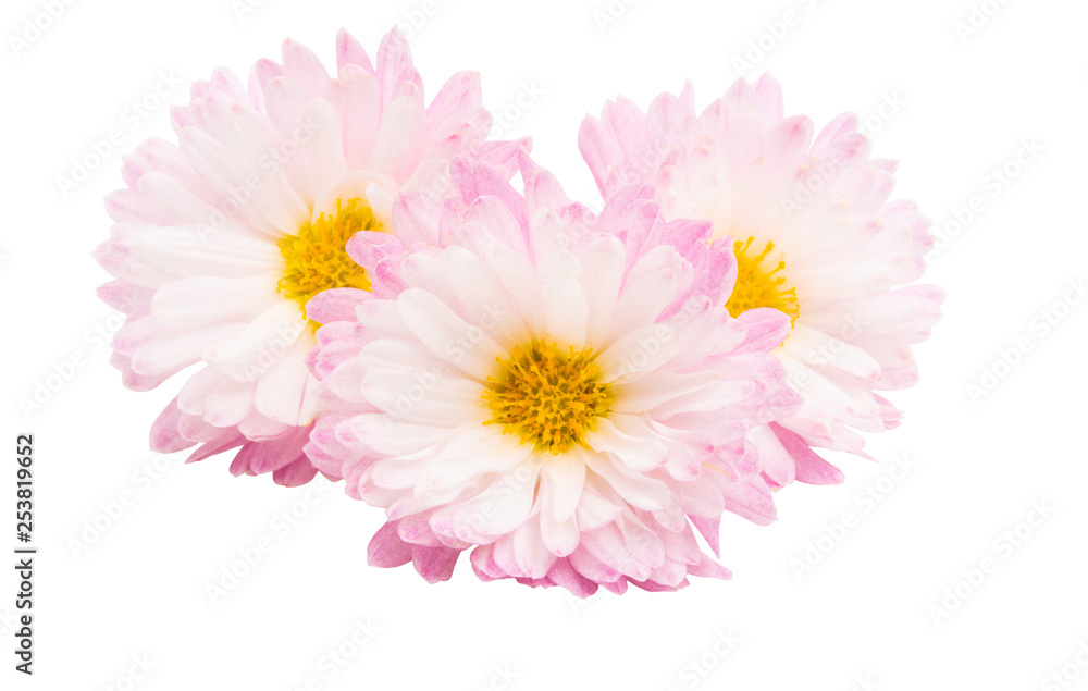 chrysanthemum isolated chrysanthemum isolated