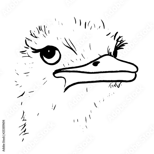 ostrich line vector illustration