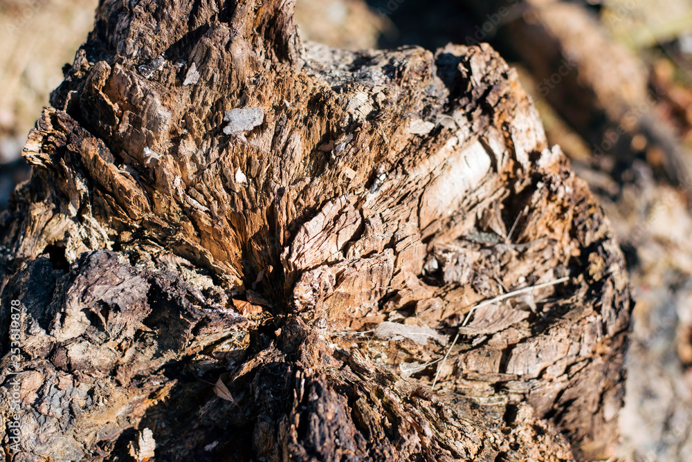 Beautiful wooden texture of the old stump Beautiful wooden texture of the old stump