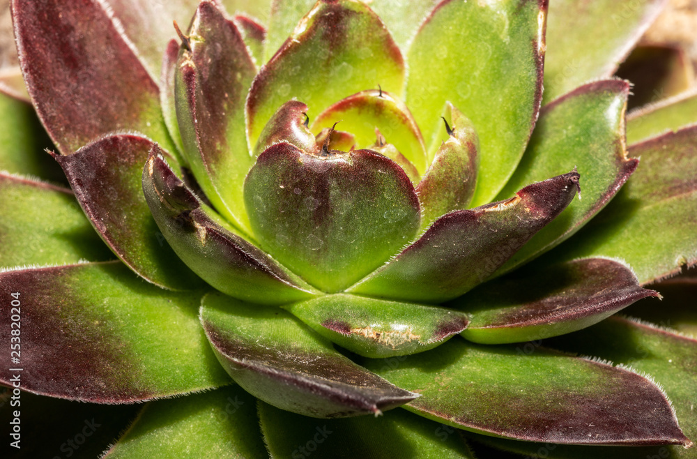 Sempervivum. Green. Red. Petal. Fresh. Macro Sempervivum. Green. Red. Petal. Fresh. Macro