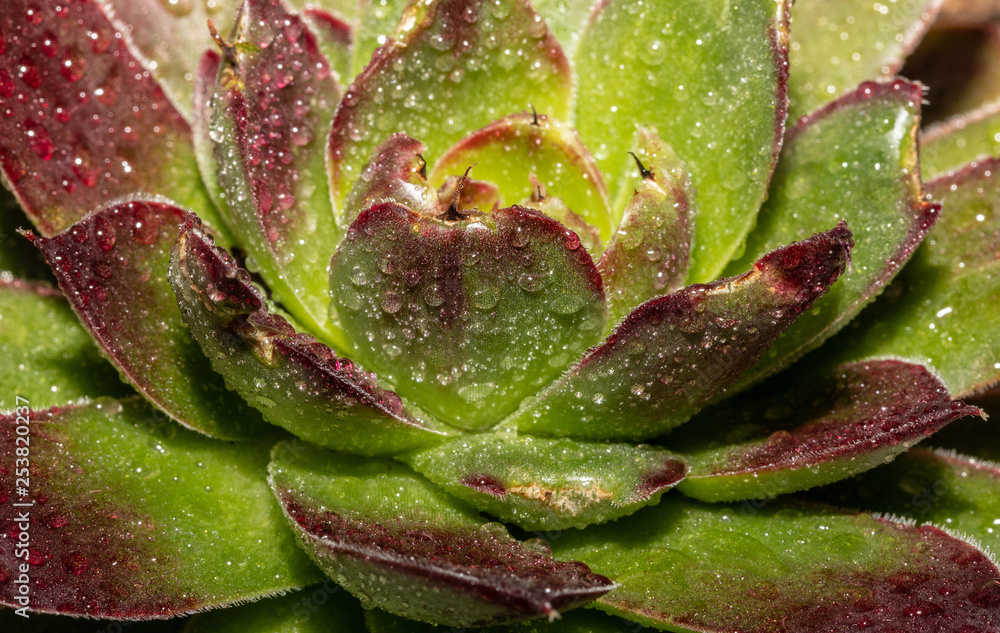 Sempervivum. Green. Red. Petal. Fresh. Rain. Macro Sempervivum. Green. Red. Petal. Fresh. Rain. Macro