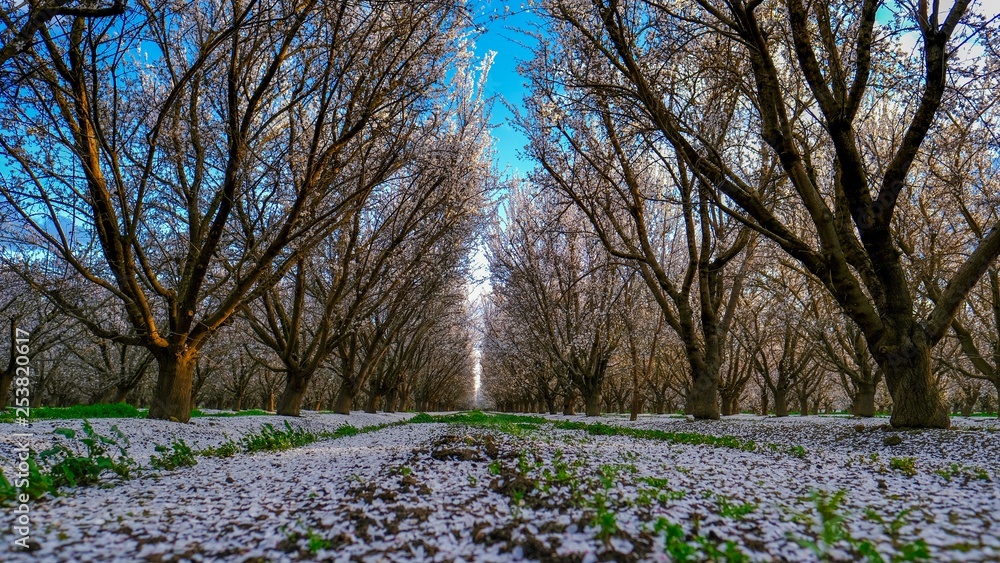 Obraz premium Almond Trees