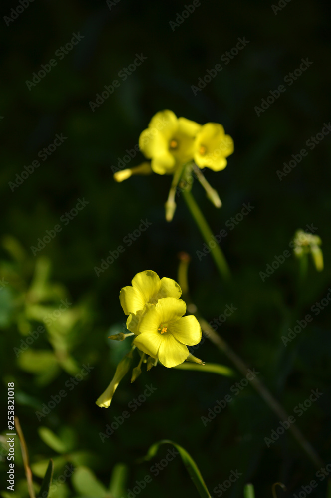 Close-up of Yellow Common Wood Sorrel Flowers, Oxalis Acetosella Close-up of Yellow Common Wood Sorrel Flowers, Oxalis Acetosella