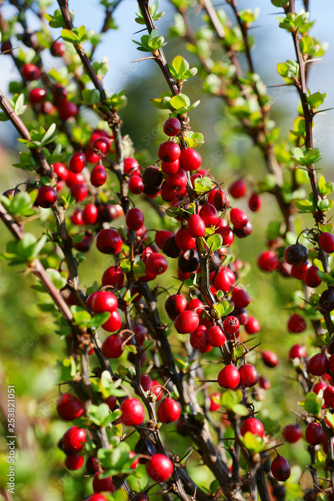 Berberis thunbergii Erecta - barberry fruit