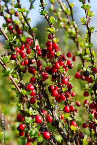 Berberis thunbergii Erecta - barberry fruit