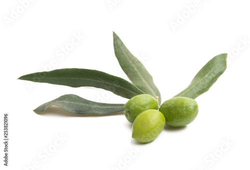 Wallpaper Mural olive branch isolated Torontodigital.ca