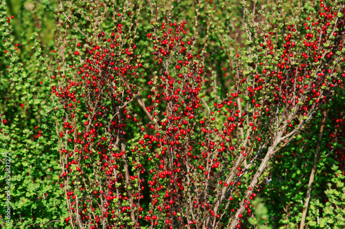 Berberis thunbergii Erecta - barberry fruit