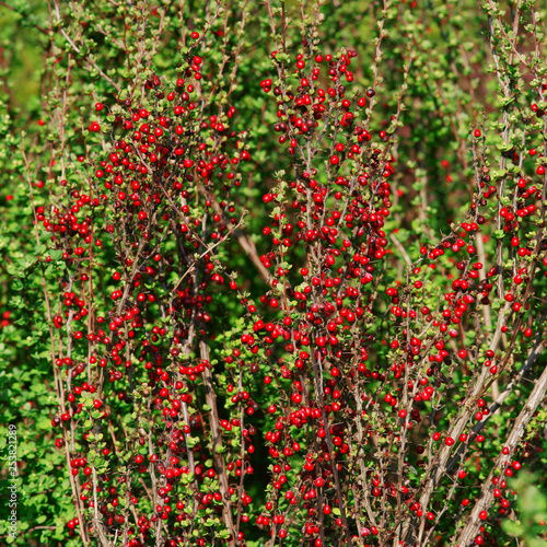 Berberis thunbergii Erecta - barberry fruit