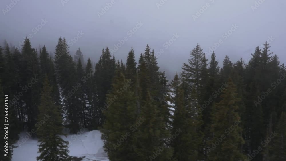 Snowy Pines in Mountain Fog Snowy Pines in Mountain Fog