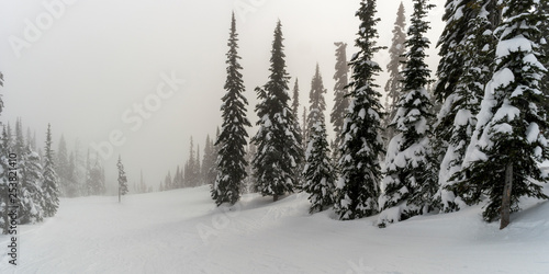 Snow covered trees in Sun Peaks Resort, Sun Peaks, Kamloops, British Columbia, Canada