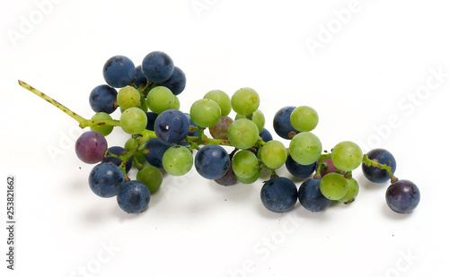 Mączniak rzekomy / downy mildew of grape / Plasmopara viticola