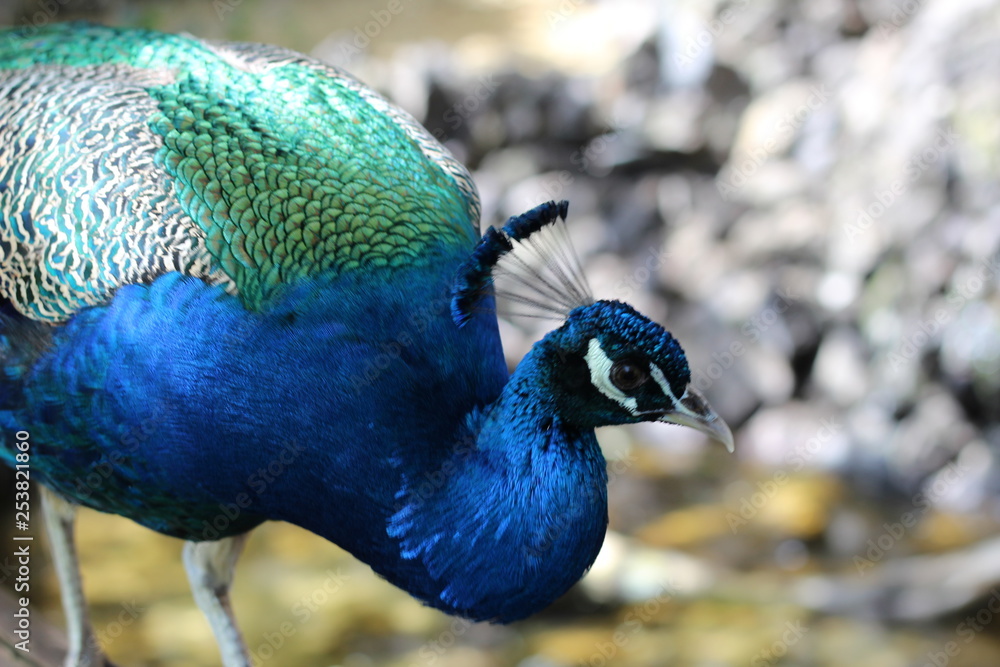 Obraz premium Der Pfau beobachtet aufmerksam seine Umgebung